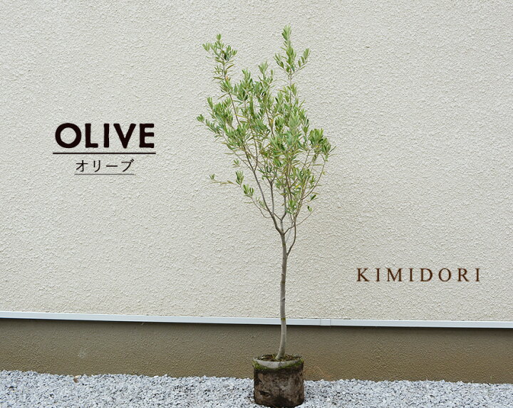 楽天市場 オリーブ オリーブの木 約1cm 鉢植え シンボルツリー 実 植木 庭木 苗 目隠し シプレッシーノ ガーデニング ギフト インテリア 新築祝い お祝い 結婚記念日 ウエディング 開店祝い 開業祝い クリスマス オリーブの実 オリーブ苗 オリィーブ Kimidori Farm