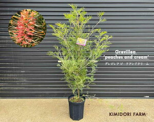 OrA s[`AhN[ OBA I[W[vc lCeBuvc A  A V{c[ I[W[K[f