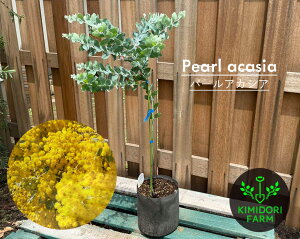 p[AJVA AJVA I[W[vc Vo[[t AJVA|_[tHA  ~U V{c[