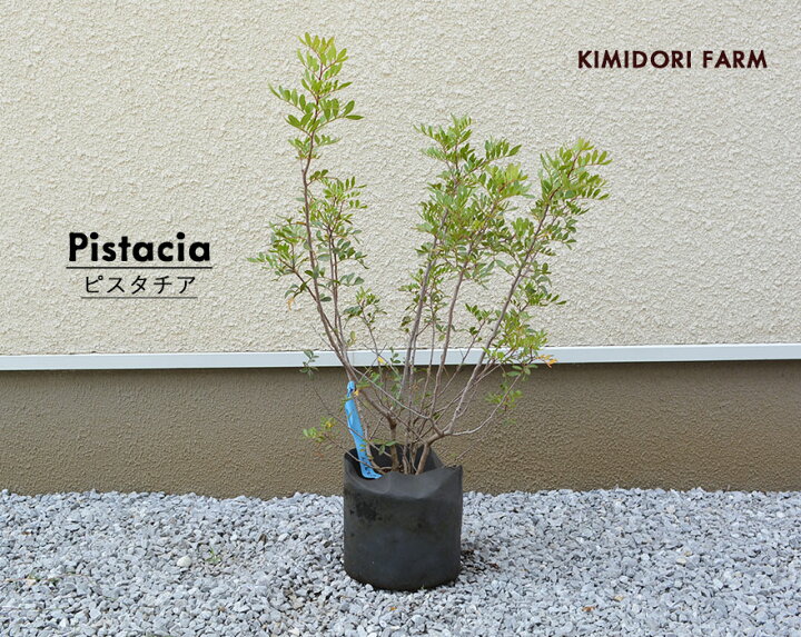 楽天市場 ピスタチア 常緑低木 レアプランツ 樹高 約40 60cm 植木 庭木 植物 シンボルツリー 秋冬 紅葉 ピスタチオ Kimidori Farm