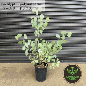 ���[�J�� �|�|���X ��70-90cm �A�� ��� �c �ϗt�A�� �V���{���c���[ �ۗt �I�[�W�[ �l�C�e�B�u�v�����c ������� ���킢�� ���� �ډB�� ��A�� ���A�� �K�[�f�j���O �C���e���A �h���C�t����