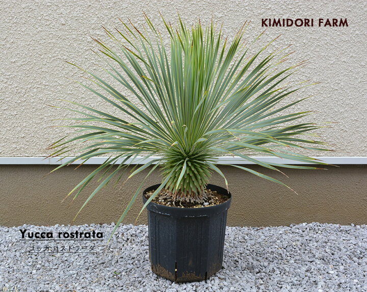 楽天市場】【現品発送】ユッカ ロストラータ 常緑 観葉植物 耐寒性 