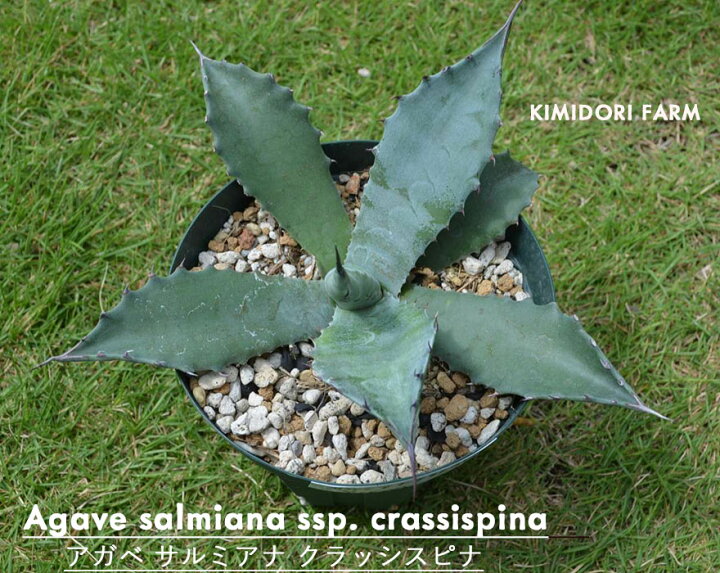 楽天市場】アガベ サルミアナ クラシスピナ 多肉 ドライ トゲ クラッシ  