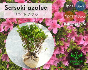 �T�c�L�c�c�W 1�{ 3�{ 5�{ 10�{ �Z�b�g �I�ׂ�{�� �T�c�L ���� �� �H���U�P �A�� �A�� ��� ��� �K�[�f�j���O ��v ���� ���A �� �c�� �엿