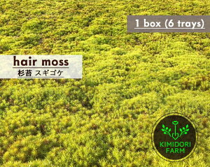 XMSP  1 60cm×30cm(g[6) 1 RP | {뉀 뉀 뉀 O\ A  A g[ a_   a  a뉀