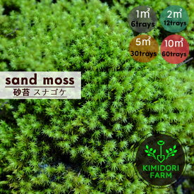 スナゴケ 砂苔 1平米 60cm×30cm(トレー6枚) 1箱 2平米 5平米 10平米 コケ 園芸 日本庭園 庭園 庭園苔 外構 植木 庭木 植栽 トレー 和モダン 苔 日向 和風 庭 和風庭園