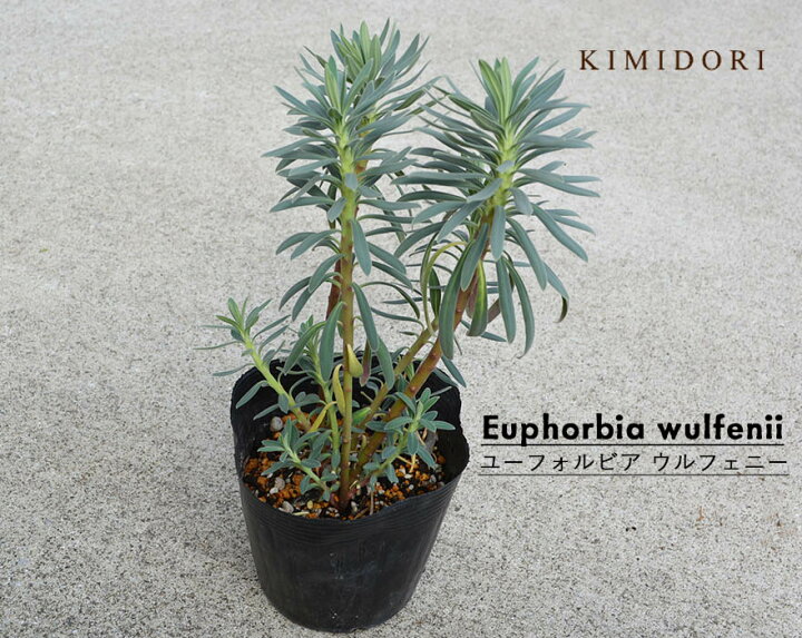 楽天市場 ユーフォルビア ウルフェニー Euphorbia Wulfenii 常緑低木 観葉植物 鉢植え 寄せ植え ユーホルビア ガーデニング カラーリーフ 南国 ブルー グリーン Kimidori Farm