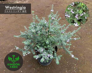 EGXgMA n[u  30-50cm [Y}[ I[XgA[Y}[ Β  c A  c K[fjO A |bg A x_ Mtgi`  G