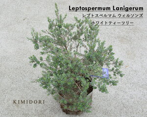 植木 盆栽 ティーツリーの人気商品 通販 価格比較 価格 Com