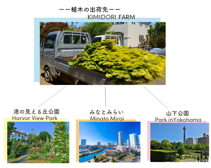 楽天市場 ラベンダー 苗 大株 30cm ハーブ リラックス セビリアンブルー 庭植え 鉢植え ポプリ 植栽 ギフト ボリューム ガーデニング エクステリア 園芸 小低木 常緑 植木 庭木 自家生産 安心 安全 ベランダ ウッドデッキ クリスマス イングリッシュガーデン