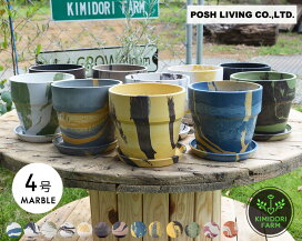 楽天市場】ユッカ トンプソニアーナ 常緑 観葉植物 丈夫 耐寒性 ドライ 