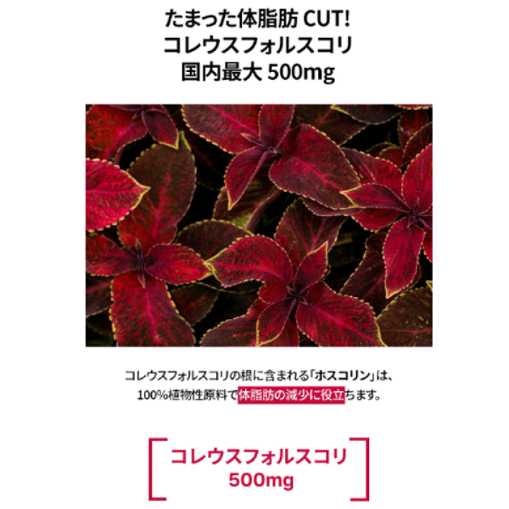 楽天市場】FOODOLOGY コレオロジー カットプロ 60粒 1日2粒 韓国 楽天市場】FOODOLOGY コレオロジー カットプロ 60粒 1日2粒 韓国