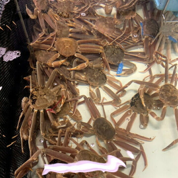 楽天市場 大サイズ 足折れ 活 松葉ガニ 1枚 800ｇ以上 松葉蟹 松葉がに 活 ズワイガニ 姿 生 カニ かに 蟹 姿 身入りバッチリ 訳あり 刺身 鍋 美味しい おいしい ズワイガニ 毛ガニ タラバガニ ギフト お歳暮 贈答 鳥取県 木村鮮魚店 木村鮮魚店 楽天市場店