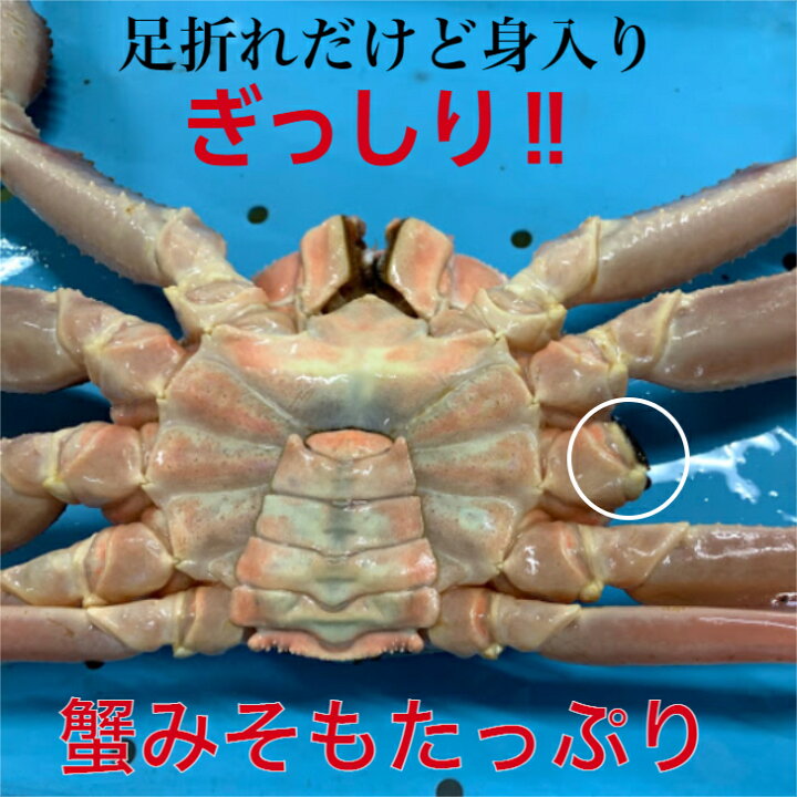 楽天市場 大サイズ 足折れ 活 松葉ガニ 1枚 800ｇ以上 松葉蟹 松葉がに 活 ズワイガニ 姿 生 カニ かに 蟹 姿 身入りバッチリ 訳あり 刺身 鍋 美味しい おいしい ズワイガニ 毛ガニ タラバガニ ギフト お歳暮 贈答 鳥取県 木村鮮魚店 木村鮮魚店 楽天市場店