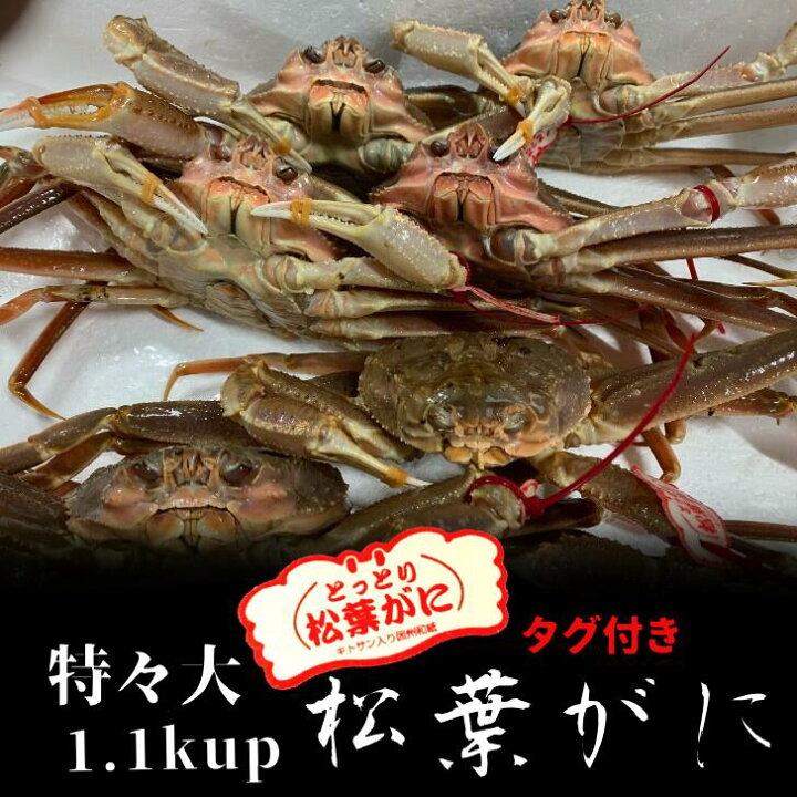 楽天市場 特々大 タグ付き 活 松葉がに 1枚 1 1kg 松葉ガニ 松葉蟹 ズワイガニ 姿 生 カニ 姿 超特大 刺身 鍋 美味しい おいしい カニ ギフト 贈答 鳥取県 木村鮮魚店 木村鮮魚店 楽天市場店