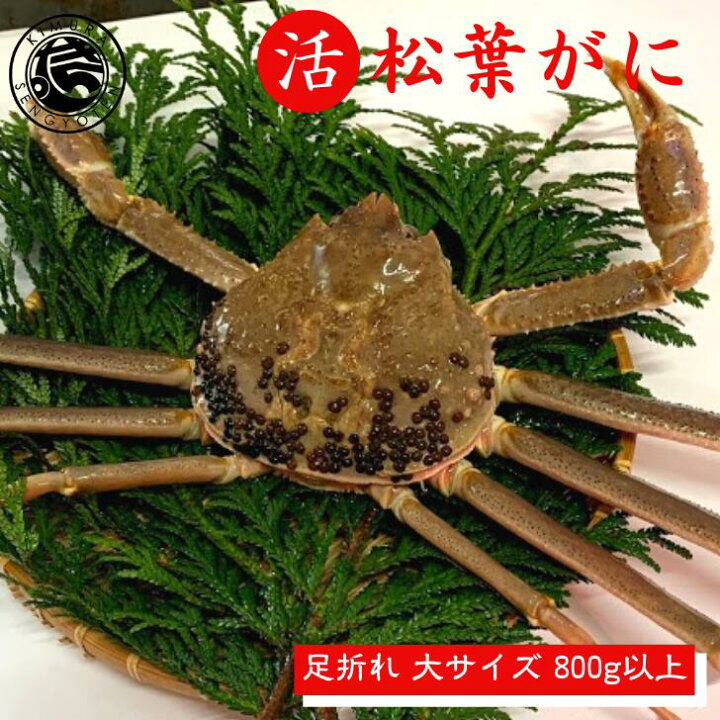 楽天市場 大サイズ 足折れ 活 松葉ガニ 1枚 800ｇ以上 松葉蟹 松葉がに 活 ズワイガニ 姿 生 カニ かに 蟹 姿 身入りバッチリ 訳あり 刺身 鍋 美味しい おいしい ズワイガニ 毛ガニ タラバガニ ギフト お歳暮 贈答 鳥取県 木村鮮魚店 木村鮮魚店 楽天市場店