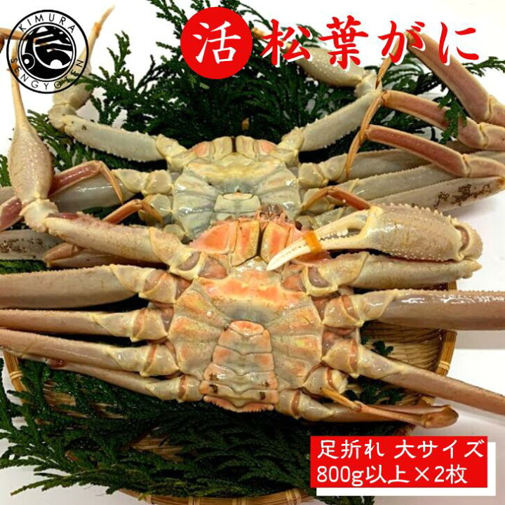 楽天市場 31日発送可 大サイズ2枚セット 足折れ 活 松葉がに 800ｇ以上 2枚 松葉蟹 松葉がに 松葉ガニ 活 ズワイガニ 姿 生 カニ 姿 特大 身入りバッチリ 訳あり 刺身 鍋 美味しい おいしい カニ ギフト 贈答 鳥取県 木村鮮魚店 木村鮮魚店 楽天市場店