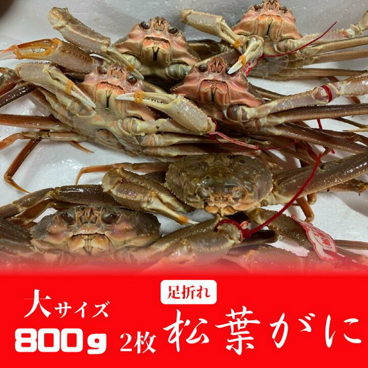 楽天市場 31日発送可 大サイズ2枚セット 足折れ 活 松葉がに 800ｇ以上 2枚 松葉蟹 松葉がに 松葉ガニ 活 ズワイガニ 姿 生 カニ 姿 特大 身入りバッチリ 訳あり 刺身 鍋 美味しい おいしい カニ ギフト 贈答 鳥取県 木村鮮魚店 木村鮮魚店 楽天市場店