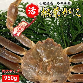 活 松葉ガニ タグ付き 【特大】 1kg前後 1枚 松葉がに 鳥取 松葉蟹 冬ギフト ズワイガニ カニ 刺身 蟹 鍋 かに 新物 冬 グルメ 海鮮 お取り寄せ ギフト 蟹しゃぶ かにしゃぶ 誕生日 プレゼント ご褒美 贈り物 ご贈答 国産 冬の味覚