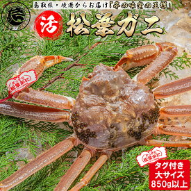 活 松葉ガニ タグ付き 【大サイズ】 850g以上 1枚 松葉がに 鳥取 松葉蟹 冬ギフト ズワイガニ カニ 刺身 蟹 鍋 かに 新物 冬 グルメ 海鮮 お取り寄せ ギフト 蟹しゃぶ かにしゃぶ 誕生日 プレゼント ご褒美 贈り物 ご贈答 国産 冬の味覚