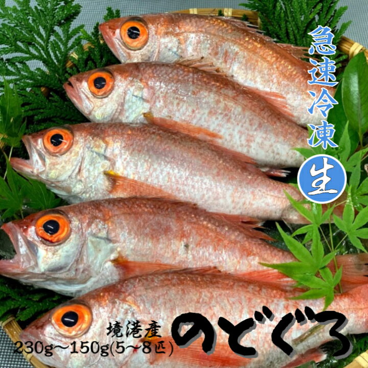 楽天市場 のどぐろ 急速冷凍 5 8匹 約150 230g 合計約1kg 中小サイズ 下処理済み ノドグロ アカムツ 鮮魚 お刺身 塩焼き お煮付け 美味しい 干物 ギフト 贈り物 山陰 境港産 高級魚 木村鮮魚店 楽天市場店