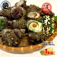【2セット購入で1kgおまけ合計3kg】活 サザエ 1kg 島根県産 さざえ 生 栄螺 壺焼き つぼ焼き お刺身 海鮮…