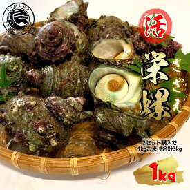 【2セット購入で1kgおまけ合計3kg】活 サザエ 1kg 島根県産 さざえ 生 栄螺 壺焼き つぼ焼き お刺身 海鮮BBQ 海鮮バーベキューセット bbq バーベキュー 貝 ギフト 海鮮 贈り物 誕生日 プレゼント 贈答 海鮮お取り寄せ 冷蔵 お中元 お歳暮