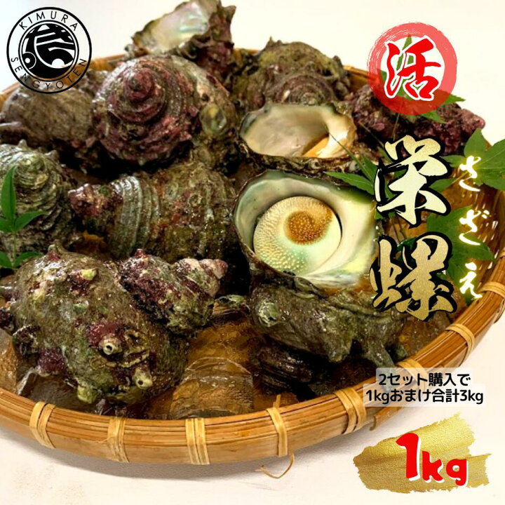 楽天市場 2セット購入で1kgおまけ合計3kg 活 サザエ 1kg 島根県産 さざえ 生 栄螺 壺焼き つぼ焼き お刺身 海鮮bbq 海鮮バーベキューセット q 生ビール 美味しい ギフト 贈り物 贈答 冷蔵便 海鮮お取り寄せ 敬老の日 木村鮮魚店 楽天市場店