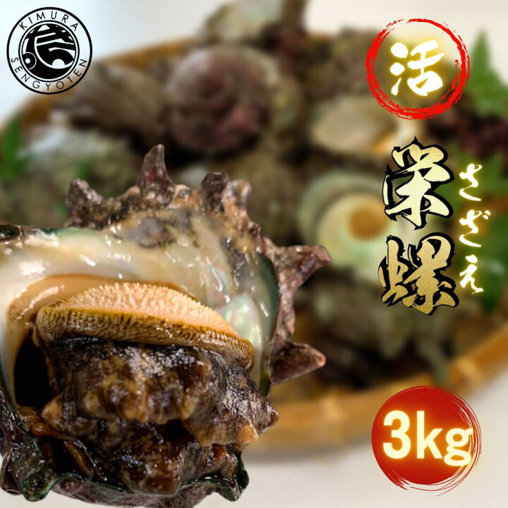 楽天市場 活 サザエ 3kg 島根県産 さざえ 生 壺焼き つぼ焼き お刺身 海鮮bbq 海鮮バーベキューセット 生ビール 美味しい 敬老の日 ギフト 贈り物 贈答 冷蔵便 海鮮 バーベキュー 木村鮮魚店 楽天市場店
