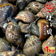 【楽天ランキング1位受賞】 活 ばい貝 1kg (約30~50個前後) バイ貝 貝 魚介 海鮮 おつまみ 晩酌 つまみ …