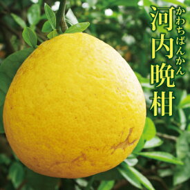 愛媛産 家庭用 河内晩柑 5kg ・ 10kg・20kg 送料無料 柑橘 柑橘類 みかん フルーツ ギフト