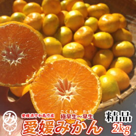 愛媛県産 愛媛みかん 2kg・3kg・5kg・10kg・20kg 精品（M〜2Lサイズ混合）