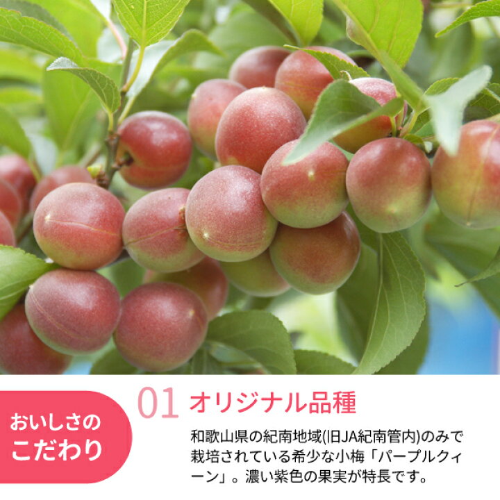 楽天市場】氷梅 冷凍パープルクィーン(梅酒・梅ジュース用) 【小さめL 