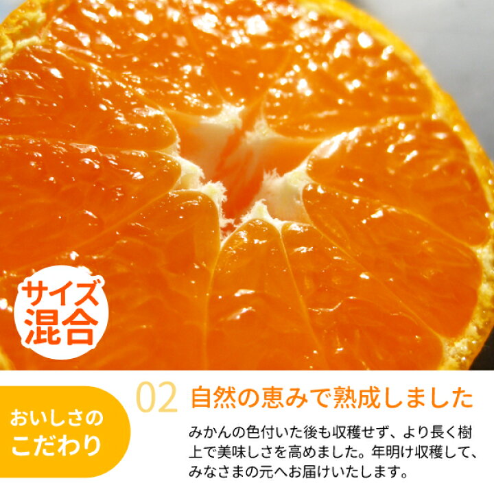楽天市場】【送料無料】越冬木熟みかん「紀州一番」（大小サイズ混合 