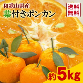 【送料無料】葉付きポンカン　約5kg　産地直送　まとめ買い　みかん　ポンカン　葉付き　和歌山県産　和歌山　紀南　JA　JAわかやま　贈答　ギフト　手土産　お礼　木熟　柑橘　ミカン　蜜柑　フルーツ　果物