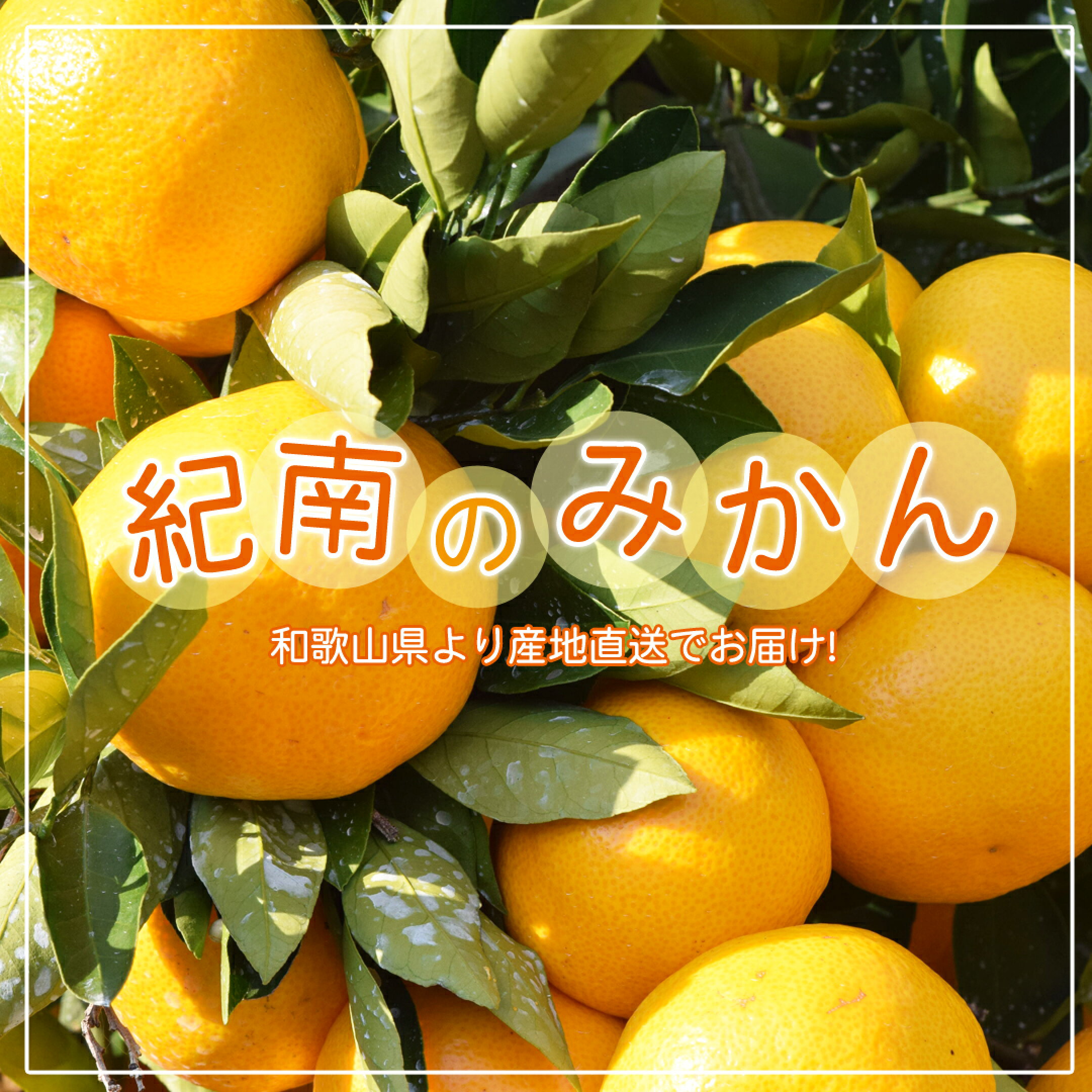 産地直送！紀南のみかん