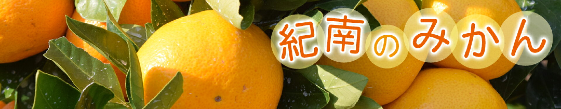 産地直送！紀南のみかん