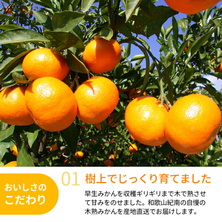 楽天市場】【送料無料】木熟みかん 5kg☆和歌山紀南の木熟みかん 