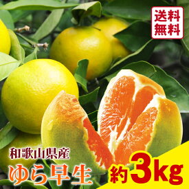 【送料無料】ゆら早生 3kg ★甘酸っぱくて味が濃いみかん☆　紀南みかん　小玉サイズ　光センサー　極早生みかん　JA　和歌山県　柑橘　みかん　蜜柑　贈答用　おすそわけ　ギフト　予約販売　フルーツ　果物　手土産　季節限定　10月　秋　新鮮　産地直送