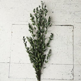 楽天市場 花材 ユーカリ プリザーブドフラワー 花 観葉植物 花 ガーデン Diyの通販