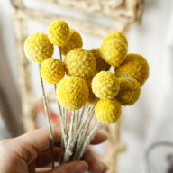 大地農園　ビリーボタン ナチュラル 【 ドライフラワー ハーバリウム 花材 材料 資材 造花 】