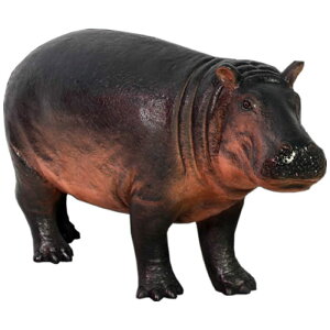   IuWF Jo̐Ԃ CeA Cxg fBXvC  ͔n Jo