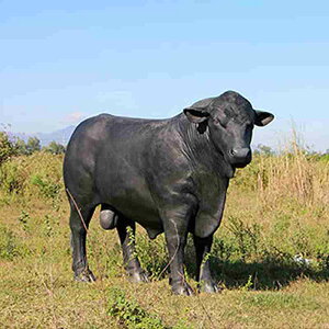   IuWF AKX    CeA Cxg fBXvC  EV