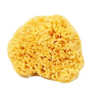 【クーポン最大600円OFF!】在庫あり!!【定形外送料無料】天然海綿ハニコム種(約14〜16cm) 天然海綿スポンジ 地中海 最高級 ボディケア 赤ちゃん 敏感肌 ベリーニ