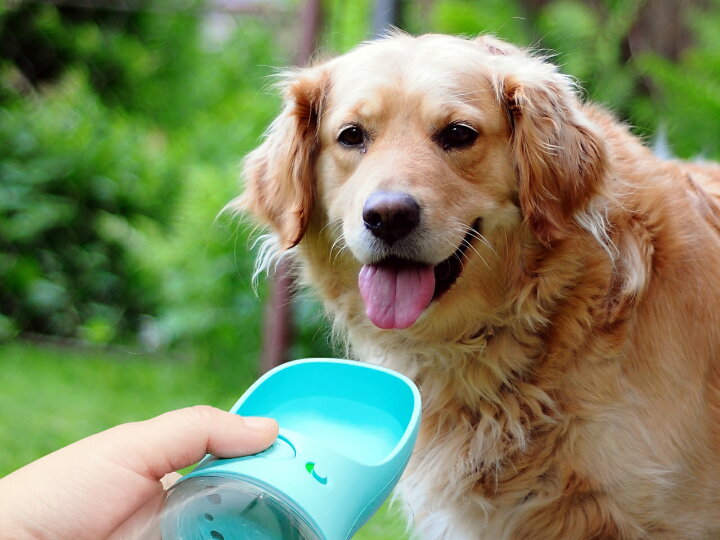 送料無料 犬 ペット Bpaフリー 給水器 水漏れ防止 ウォーターボトル 携帯用 水槽