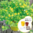 シアワセの黄色の花咲く クローバー栽培セット 観葉植物キット 栽培 植物 花 フラワー セット品 黄色い花 グリーン 窓…