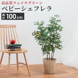 カポック 観葉植物の人気商品 通販 価格比較 価格 Com カポック 観葉植物の人気商品 通販 価格比較 価格 Com