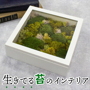 テラリウム 完成品の人気商品 通販 価格比較 価格 Com