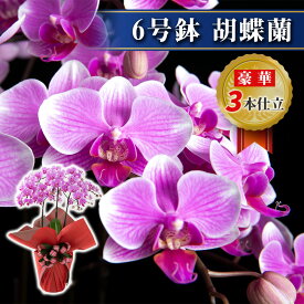 ミディ 胡蝶蘭 3株 3本 6号鉢 ラッピング リボン付き 鉢植え 花 生花 鉢花 インテリア お祝い 開店 開院 御礼 就任 退職 供花 新築 誕生日 長寿 祝い サロン ショップ お店 オフィス オーキッド 洋蘭 かわいい プレゼント ギフト おしゃれ