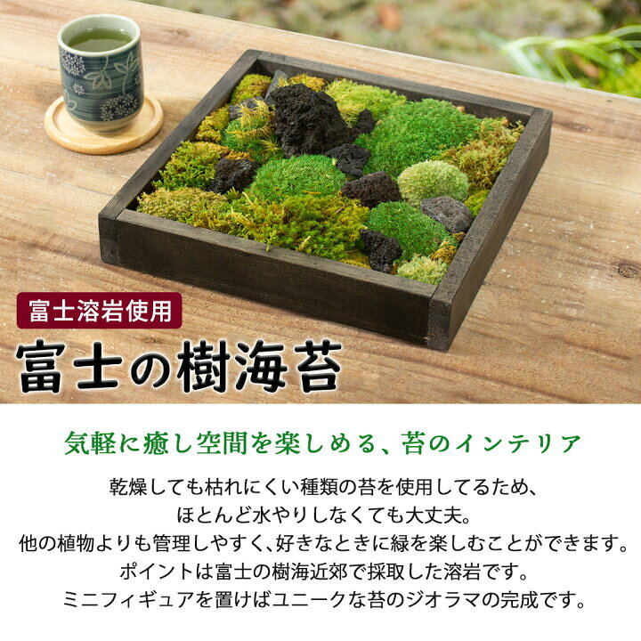 苔テラリウム 最大55 Offクーポン